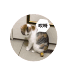 3 cats in life（個別スタンプ：4）