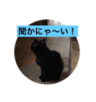 黒猫 自由気ままにゃ！（個別スタンプ：1）