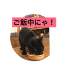 黒猫 自由気ままにゃ！（個別スタンプ：6）