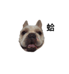 French Bulldog - King Tour 2（個別スタンプ：6）