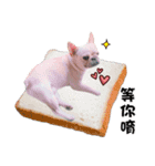 Peng peng Dog life（個別スタンプ：5）