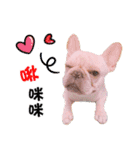 Peng peng Dog life（個別スタンプ：6）