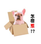 Peng peng Dog life（個別スタンプ：10）