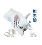 Peng peng Dog life（個別スタンプ：13）