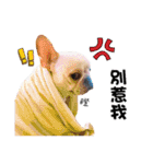 Peng peng Dog life（個別スタンプ：14）