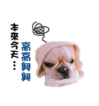 Peng peng Dog life（個別スタンプ：15）