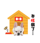 Peng peng Dog life（個別スタンプ：17）