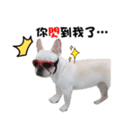 Peng peng Dog life（個別スタンプ：19）