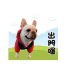 Peng peng Dog life（個別スタンプ：23）