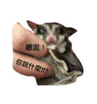 Sugarglider Nanako（個別スタンプ：2）