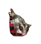 Sugarglider Nanako（個別スタンプ：5）