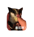 Sugarglider Nanako（個別スタンプ：6）