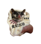 Sugarglider Nanako（個別スタンプ：8）