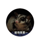 Sugarglider Nanako（個別スタンプ：13）