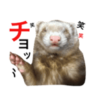 I LOVE FERRET 10 フェレット（個別スタンプ：1）