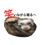 I LOVE FERRET 10 フェレット（個別スタンプ：2）