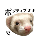 I LOVE FERRET 10 フェレット（個別スタンプ：3）