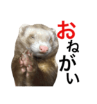 I LOVE FERRET 10 フェレット（個別スタンプ：6）