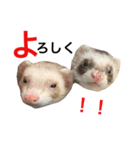 I LOVE FERRET 10 フェレット（個別スタンプ：8）