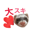 I LOVE FERRET 10 フェレット（個別スタンプ：11）