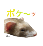 I LOVE FERRET 10 フェレット（個別スタンプ：16）