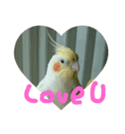 Cockatiel and lovebirds（個別スタンプ：4）