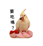 Cockatiel and lovebirds（個別スタンプ：8）