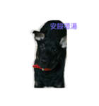 I love dog's（個別スタンプ：21）