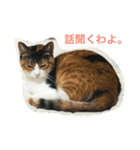 とどろけ！ゾエ・キャット！（個別スタンプ：7）