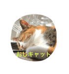 とどろけ！ゾエ・キャット！（個別スタンプ：13）