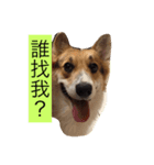 CORGI No.6 Beat（個別スタンプ：2）