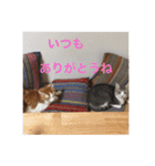 愛猫日常スタンプです。（個別スタンプ：18）