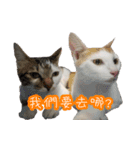 moon's cats（個別スタンプ：11）