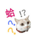 Cat QQ dar（個別スタンプ：1）