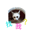 Cat QQ dar（個別スタンプ：2）