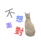 Cat QQ dar（個別スタンプ：4）