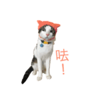 A cat called Ham（個別スタンプ：2）