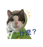 A cat called Ham（個別スタンプ：3）