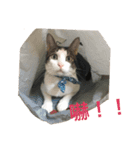 A cat called Ham（個別スタンプ：4）