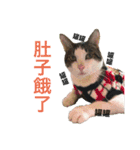 A cat called Ham（個別スタンプ：6）