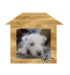 IM DOG IM DOG（個別スタンプ：2）