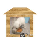 IM DOG IM DOG（個別スタンプ：3）