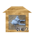 IM DOG IM DOG（個別スタンプ：5）