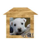 IM DOG IM DOG（個別スタンプ：7）