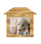 IM DOG IM DOG（個別スタンプ：8）