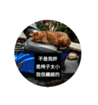 stray cats daily（個別スタンプ：3）