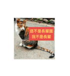 stray cats daily（個別スタンプ：6）