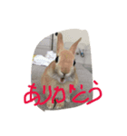 monaka rabbit picuture 2（個別スタンプ：1）