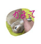 monaka rabbit picuture 2（個別スタンプ：8）