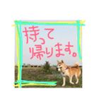 柴犬あじサン  お友達も一緒編（個別スタンプ：5）